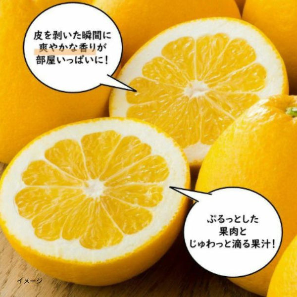熊本県産「ジューシーオレンジ（河内晩柑）」約4kg（10～15玉）