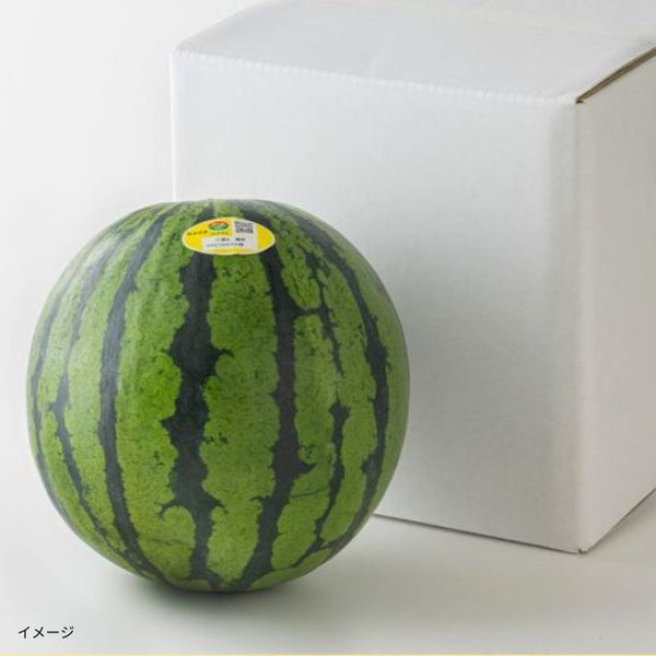 熊本県産「大玉すいか 1玉」
