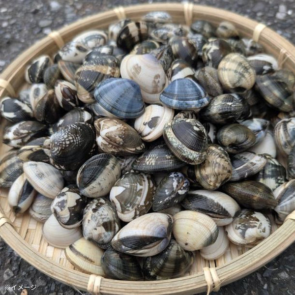 木更津産「砂抜き済みアサリ」