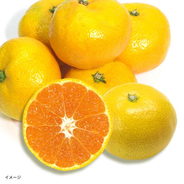 愛媛県産「訳あり 早生みかん」