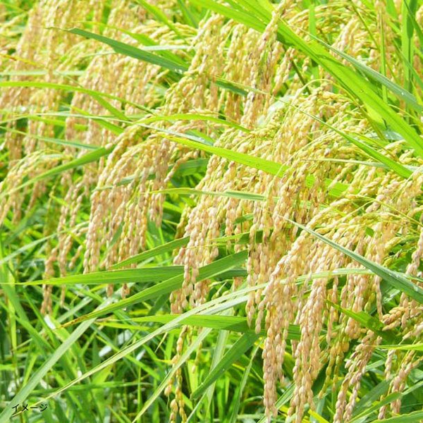 令和7年産「宮城県産 1等米 白米」