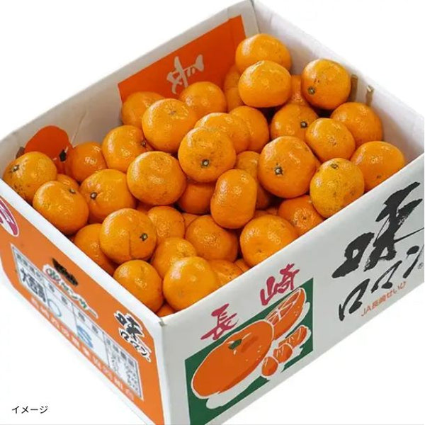 長崎県産「訳あり みかん 味ロマン」