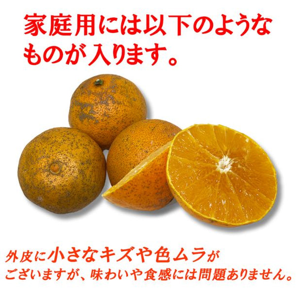 愛媛県産「訳あり 愛媛マドンナ」