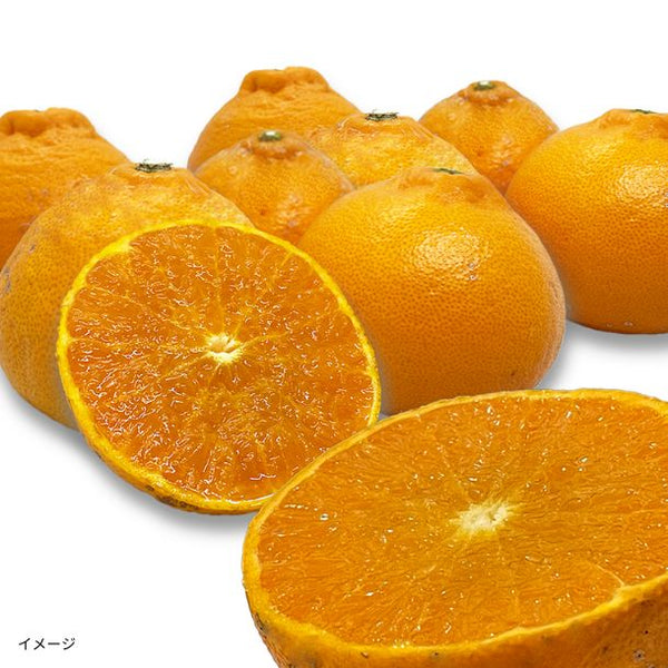 愛媛県産「訳あり せとか」