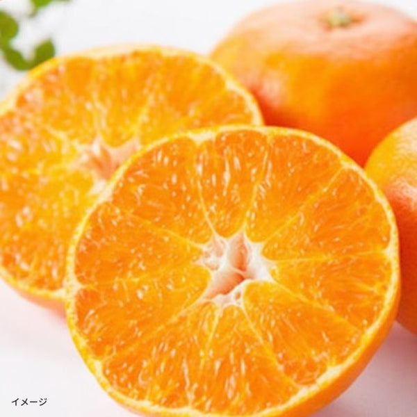 愛媛県産「甘平 家庭用」