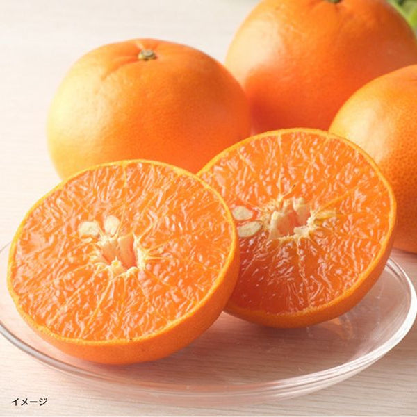 愛媛県産「訳あり せとか」