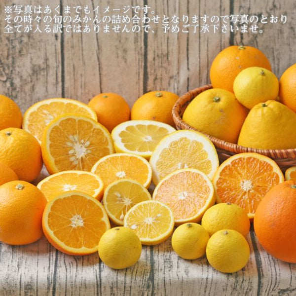 愛媛県産「柑橘 初夏セット 家庭用・サイズMIX」