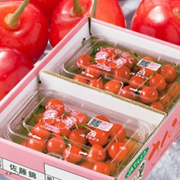 山形県産「訳ありさくらんぼ 品種おまかせ」