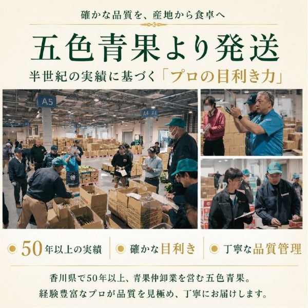 「産地ランダム シャインマスカット 2房」