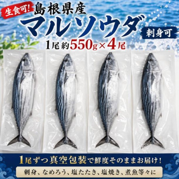 島根県産「マルソウダ（刺身可）」