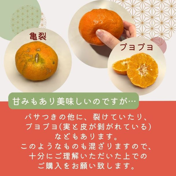 愛媛県産「訳あり 甘平」