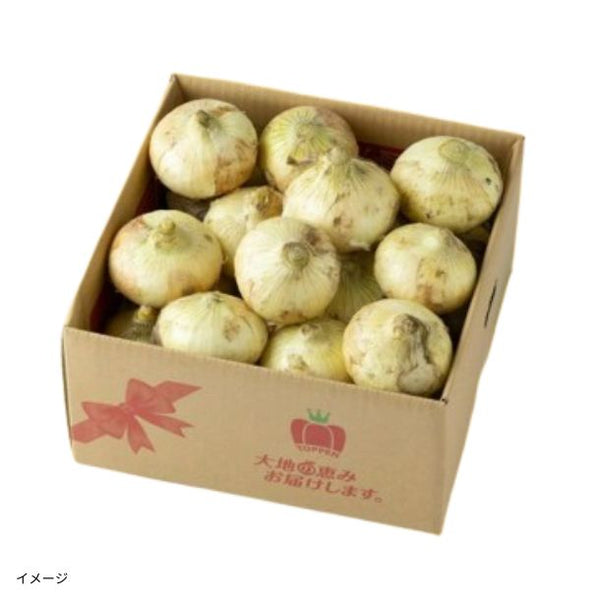 熊本県産「塩たまねぎ とろたま」4kg（20玉前後）