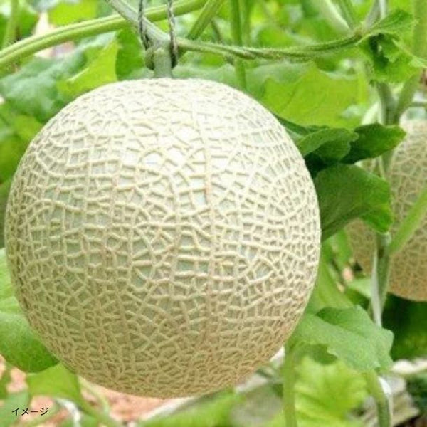 静岡県産「高級マスクメロン」