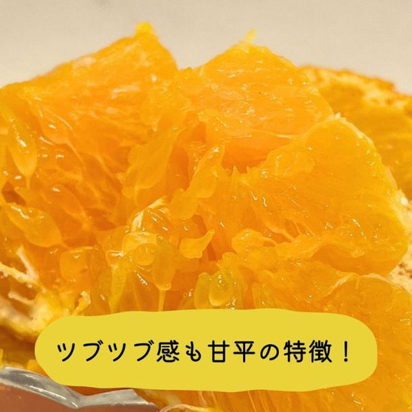 愛媛県産「訳あり 甘平」