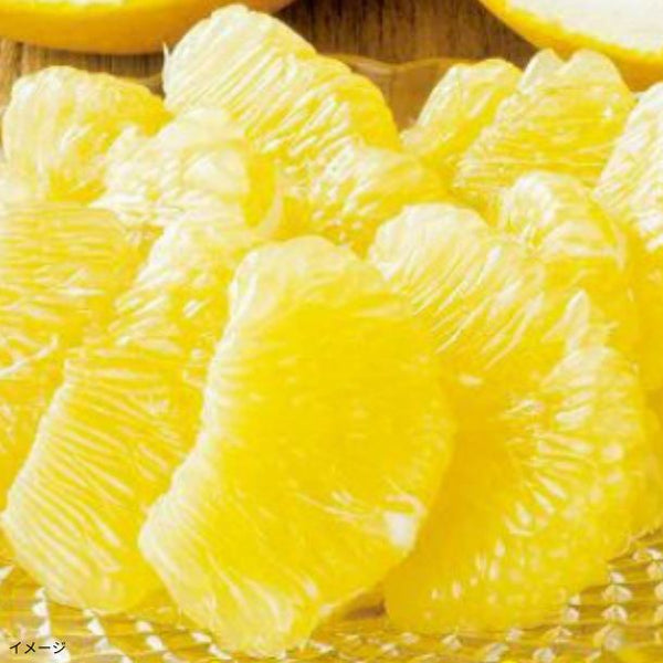熊本県産「ジューシーオレンジ（河内晩柑）」約4kg（10～15玉）