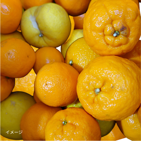 愛媛県産「訳あり 柑橘詰め合わせ」
