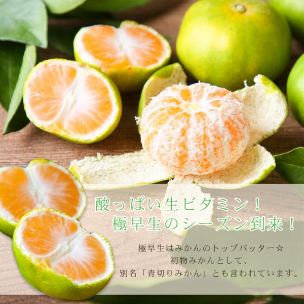 愛媛県産「極早生吉田みかん（中玉）」