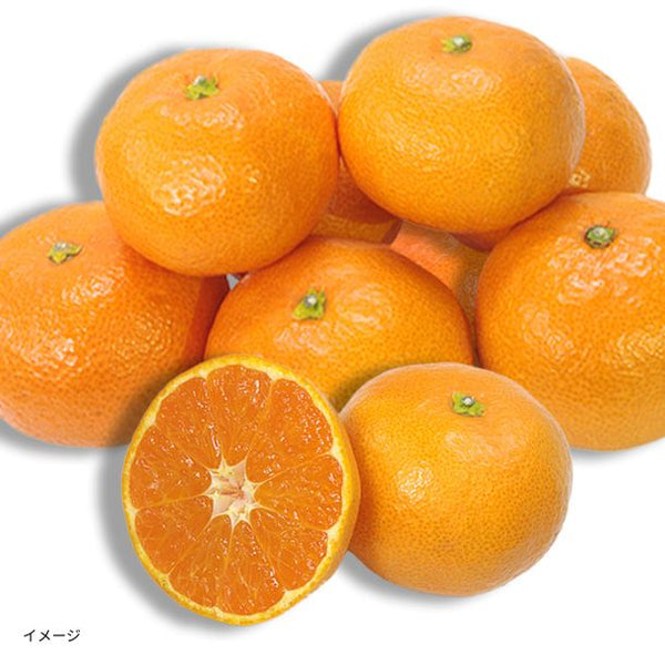 愛媛県産「訳あり 小玉みかん」