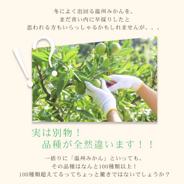愛媛県産「極早生吉田みかん（中玉）」