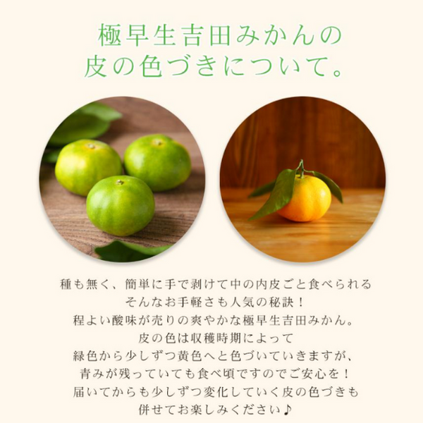 愛媛県産「極早生吉田みかん（中玉）」