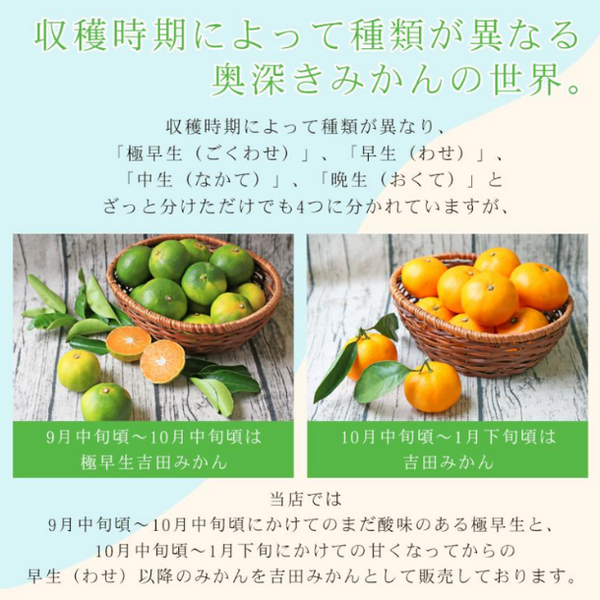 愛媛県産「極早生吉田みかん（中玉）」