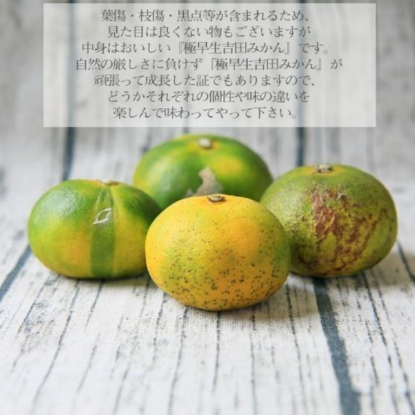 愛媛県産「極早生吉田みかん（中玉）」