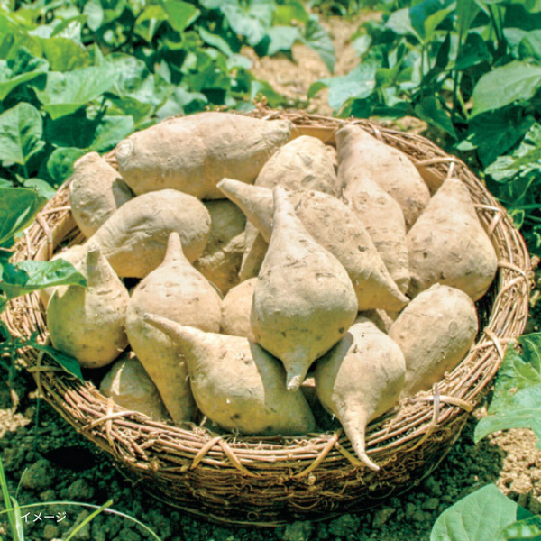 愛媛県産「七福芋」