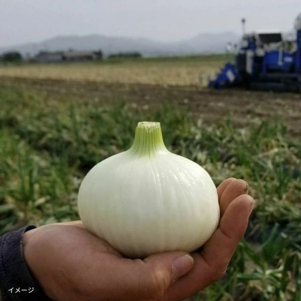 熊本県産「塩たまねぎ とろたま」4kg（20玉前後）