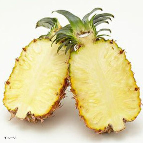 石垣島産「島パイン・ハワイ種（2～4玉）」約2.8kg【クラチャレふるさとだより】