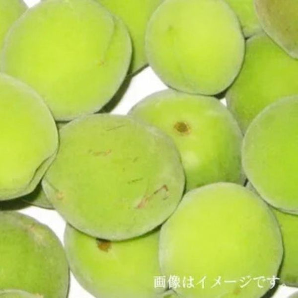 青森県産「豊後梅」