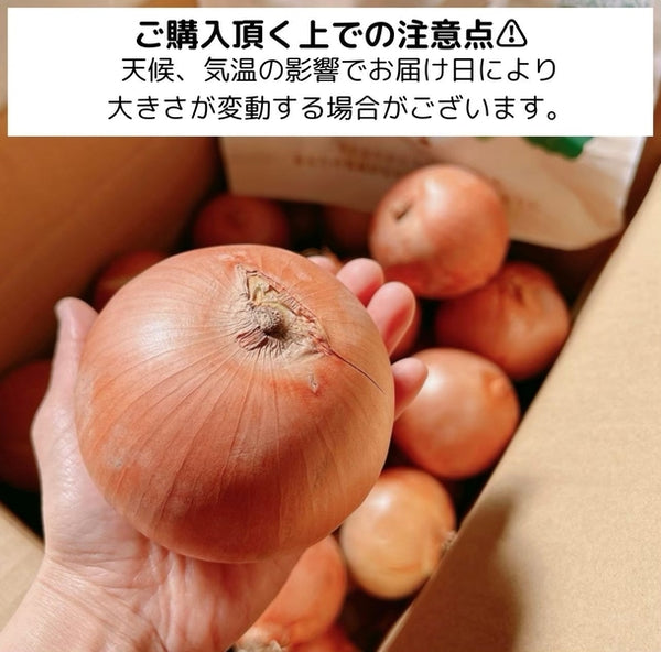 【Kuradashiオリジナル】市場直送！つやつや玉ねぎ 約3kg