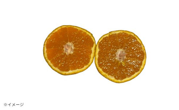 愛媛県産「訳あり 不知火 化粧箱入り」約3kg【クラチャレふるさとだより】