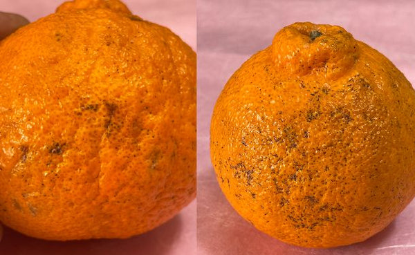 愛媛県産「訳あり 不知火 化粧箱入り」約3kg【クラチャレふるさとだより】