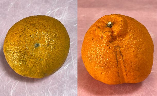 愛媛県産「訳あり 不知火 化粧箱入り」約3kg【クラチャレふるさとだより】