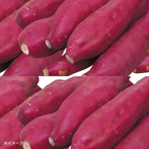 「房総野菜 紅あずま」