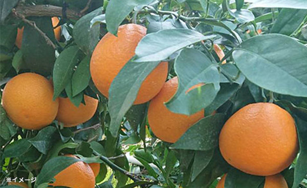 愛媛県産「秀品みかん まどんな（愛果28号）」約3kg（10～15玉）