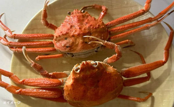 北海道産「ボイル オオズワイガニ」3kg（12～15尾）