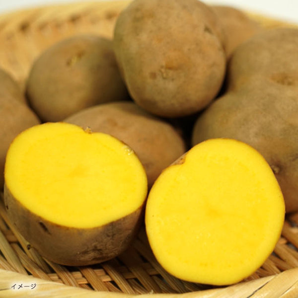 「箱いっぱい インカのめざめ」