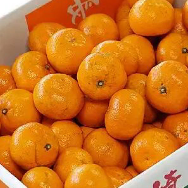 長崎県産「高濃度みかん 味ロマン」