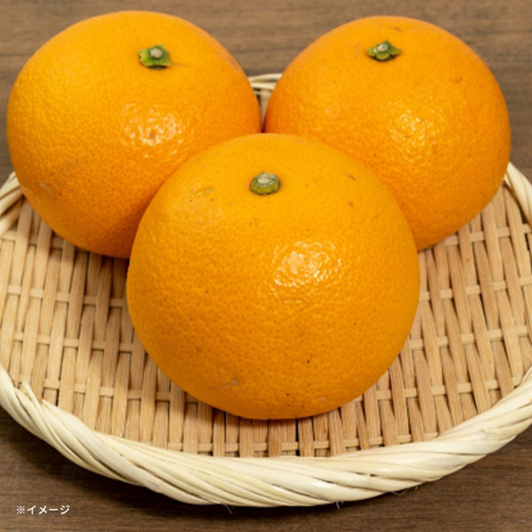 大崎上島産「訳あり 紅八朔」