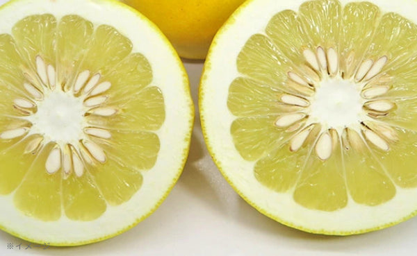愛媛県産「訳あり土佐文旦（L-4L）」