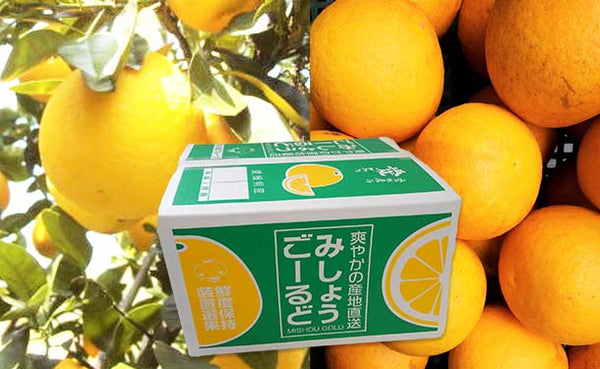 愛媛県産「河内晩柑（みしょうゴールド）」