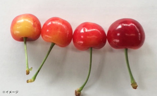 「紅秀峰お徳用バラ詰」
