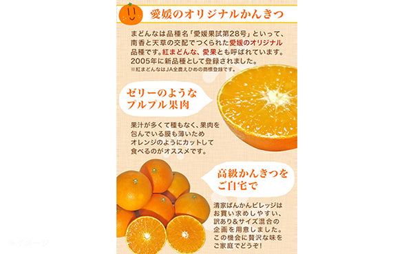 愛媛県産「訳ありみかん まどんな（愛果28号）」