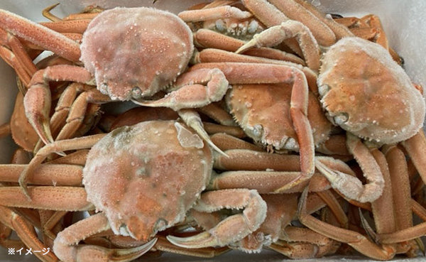 北海道産「ボイル オオズワイガニ」3kg（12～15尾）