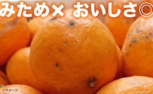 愛媛県産「お試し 訳ありなつみ（2S-2L）」