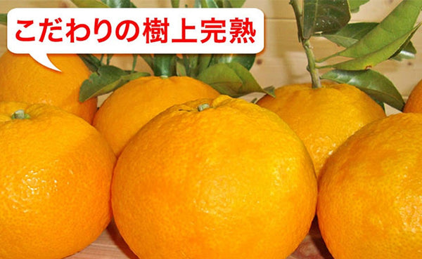 愛媛県産「甘夏柑（L-3L）」