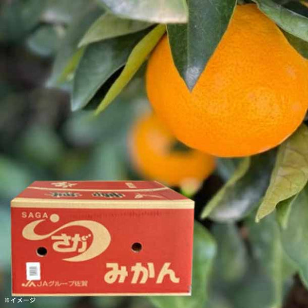 佐賀県産「唐津みかん S～3Lサイズ」