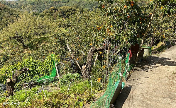 奈良県産「たねなし柿（刀根柿・ひらたね柿）」