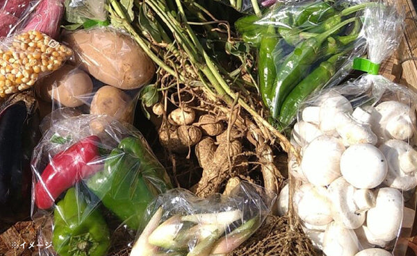「千葉県産 野菜ボックス Sサイズ（1〜2名分）」